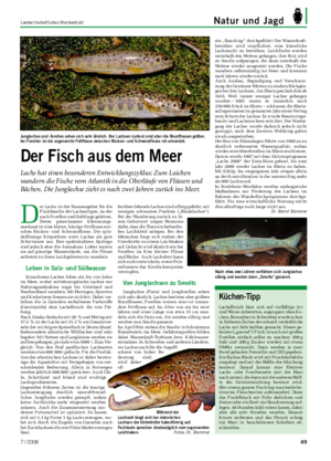 Landwirtschaftliches Wochenblatt Natur und Jagd D er Lachs ist der Namensgeber für die Fischfamilie der Lachsartigen, zu der auch Forellen und Saiblinge gehören.