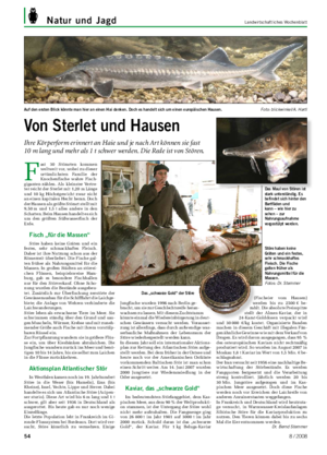 Natur und Jagd	 Landwirtschaftliches	Wochenblatt F ast 30 Störarten kommen weltweit vor, wobei zu dieser urtümlichsten Familie der Knochenfische wahre Fisch- giganten zählen.