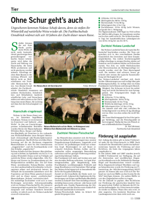 Tier	 Landwirtschaftliches Wochenblatt Ohne	Schur	geht’s	auch Ungeschoren kommen Nolana-Schafe davon, denn sie stoßen ihr Winterfell auf natürliche Weise wieder ab.
