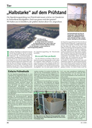 Tier	 Landwirtschaftliches Wochenblatt „Halbstarke“	auf	dem	Prüfstand Die Eigenleistungsprüfung von Fleischrinderrassen wird an vier Standorten in Deutschland durchgeführt.