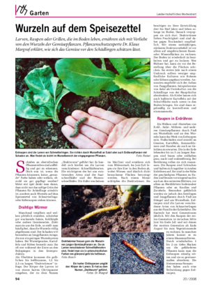 Garten	 Landwirtschaftliches Wochenblatt Wurzeln	auf	dem	Speisezettel Larven, Raupen oder Grillen, die im Boden leben, ernähren sich mit Vorliebe von den Wurzeln der Gemüsepflanzen.