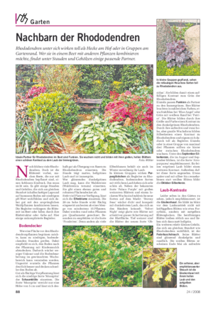 Garten Landwirtschaftliches Wochenblatt Nachbarn der Rhododendren Rhododendren unter sich wirken toll als Hecke am Hof oder in Gruppen am Gartenrand.