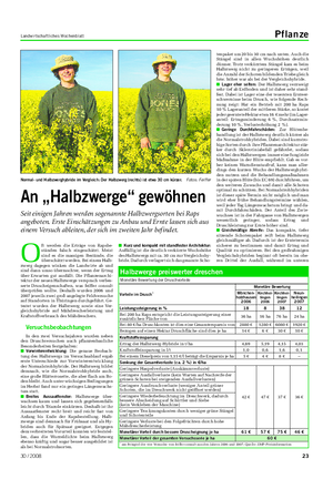Landwirtschaftliches Wochenblatt Pflanze Normal- und Halbzwerghybride im Vergleich: Der Halbzwerg (rechts) ist etwa 30 cm kürzer.