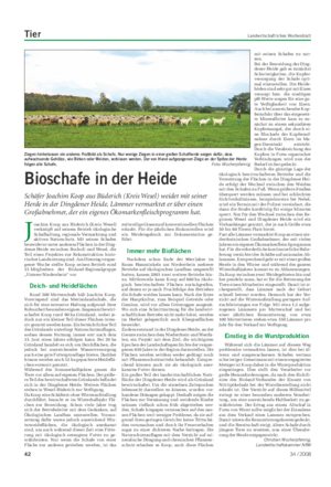 Tier Landwirtschaftliches Wochenblatt Joachim Koop aus Büderich (Kreis Wesel)verknüpft auf seinem Betrieb ökologischeSchafhaltung, regionale Vermarktung und aktiven Naturschutz.