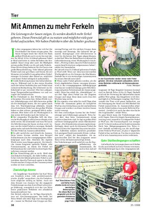 Tier Landwirtschaftliches Wochenblatt Mit Ammen zu mehr Ferkeln Die Leistungen der Sauen steigen.
