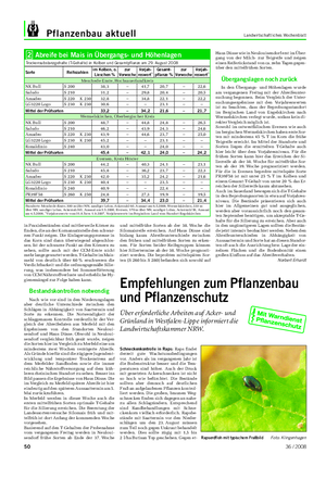 Pflanzenbau aktuell Landwirtschaftliches Wochenblatt Abreife bei Mais in Übergangs- und Höhenlagen Trockensubstanzgehalte (T-Gehalte) in Kolben und Gesamtpflanze am 29.
