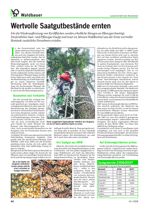 Waldbauer Landwirtschaftliches Wochenblatt Wertvolle Saatgutbestände ernten Für die Wiederaufforstung von Kyrillflächen werden erhebliche Mengen an Pflanzgut benötigt.