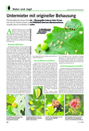 Natur und Jagd Landwirtschaftliches Wochenblatt Untermieter mit origineller Behausung Ob Miniapfel oder krause Puscheln – Pflanzengallen treten in vielen Formen auf.