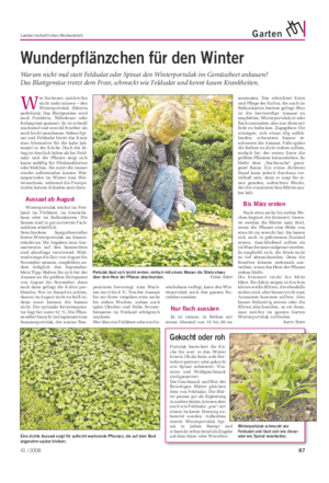 Landwirtschaftliches Wochenblatt Garten W er ihn kennt, möchte ihn nicht mehr missen – den Winterportulak (Montia perfoliata).