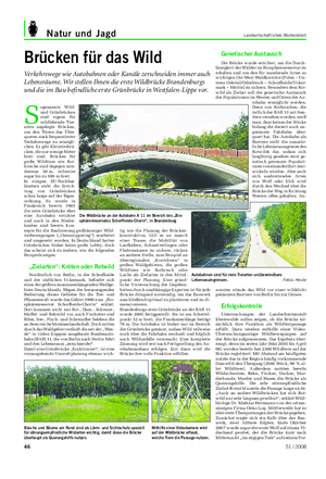 Natur und Jagd Landwirtschaftliches Wochenblatt Brücken für das Wild Verkehrswege wie Autobahnen oder Kanäle zerschneiden immer auch Lebensräume.
