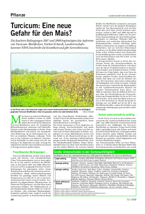 Pflanze Landwirtschaftliches Wochenblatt Turcicum: Eine neue Gefahr für den Mais?
