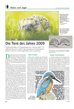 Natur und Jagd Landwirtschaftliches Wochenblatt D er Igel ist „Wildtier des Jahres 2009“.