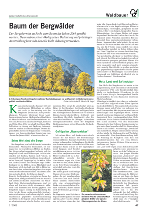 Landwirtschaftliches Wochenblatt Waldbauer K aum eine heimische Baumart tritt mit zunehmender Höhenlage so schön und stolz in Erscheinung wie der Bergahorn (botanisch: Acer pseudo- platanus).