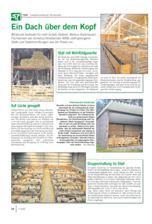TIER Landwirtschaftliches Wochenblatt Gruppenhaltung im Stall Ein gutes Stallklima ist Voraussetzung für gesunde Schafe.