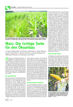 PFLANZE Landwirtschaftliches Wochenblatt Ö kologisch wirtschaftenden Betrieben ist unabhängig vom Anbauverband auch im Maisanbau seit 2003 durch EU-Verord- nung der Einsatz von ökologisch produziertem Saatgut vorgeschrieben.