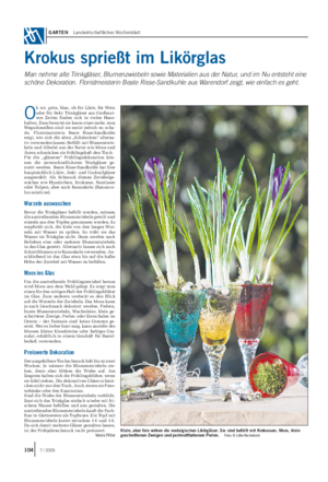 GARTEN Landwirtschaftliches Wochenblatt Krokus sprießt im Likörglas Man nehme alte Trinkgläser, Blumenzwiebeln sowie Materialien aus der Natur, und im Nu entsteht eine schöne Dekoration.