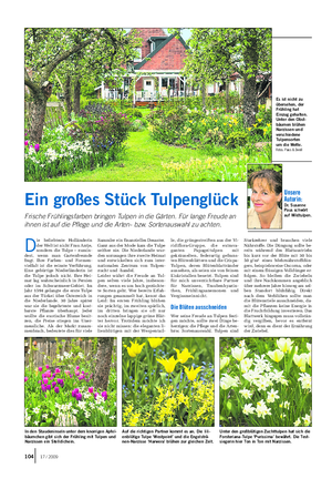 GARTEN Landwirtschaftliches Wochenblatt Die beliebteste Holländerinder Welt ist nicht Frau Antje,sondern die Tulpe – zumin- dest, wenn man Gartenfreunde fragt.