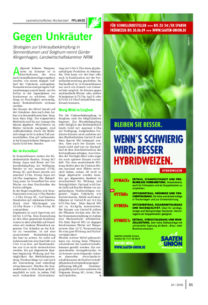 Landwirtschaftliches Wochenblatt PFLANZE Gegen Unkräuter Strategien zur Unkrautbekämpfung in Sonnenblumen und Sorghum nennt Günter Klingenhagen, Landwirtschaftskammer NRW.