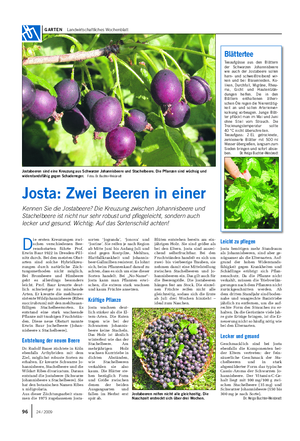 GARTEN Landwirtschaftliches Wochenblatt sorten ‘Jogranda’, ‘Jonova’ und ‘Jostine’.