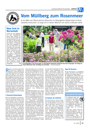 Landwirtschaftliches Wochenblatt GARTEN Vom Müllberg zum Rosenmeer In ein Meer von Rosen können Besucher im Rosengarten Seppenrade im Kreis Coesfeld eintauchen.