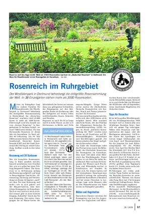 Rosenreich im Ruhrgebiet Der Westfalenpark in Dortmund beherbergt die drittgrößte Rosensammlung der Welt.