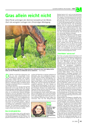 Landwirtschaftliches Wochenblatt TIER D ie Weide ist natürlicher Lebensraum, der nicht nur eine schmackhafte Futter- grundlage bietet, sondern neben Sozial- kontakt mit anderen Pferden zum ausgelas- senen Toben einlädt.