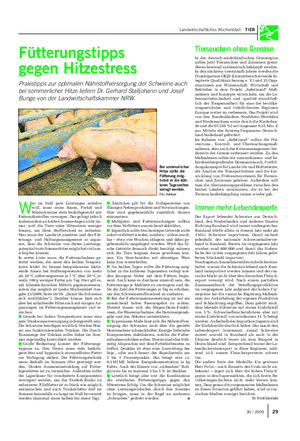 Landwirtschaftliches Wochenblatt TIER Fütterungstipps gegen Hitzestress Praxistipps zur optimalen Nährstoffversorgung der Schweine auch bei sommerlicher Hitze liefern Dr.
