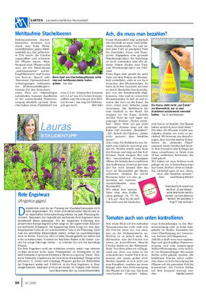 GARTEN Landwirtschaftliches Wochenblatt STAUDENTIPP D oldenblütler sind bei der Planung von Staudenpflanzungen nicht mehr wegzudenken.