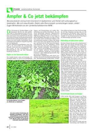 PFLANZE Landwirtschaftliches Wochenblatt Ampfer & Co jetzt bekämpfen Wurzelunkräuter sind auf dem Grünland im Spätsommer und Herbst sehr wirkungsvoll zu bekämpfen.