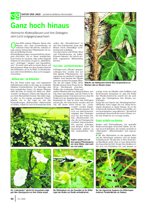 NATUR UND JAGD Landwirtschaftliches Wochenblatt Ganz hoch hinaus Heimische Kletterpflanzen und ihre Strategien, dem Licht entgegenzuwachsen.
