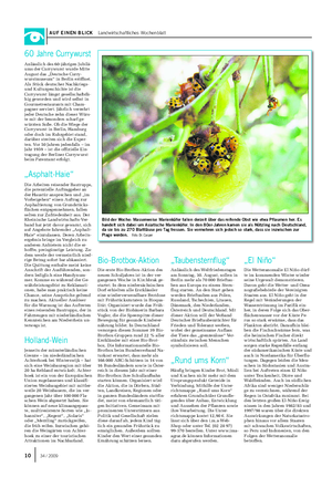 AUF EINEN BLICK Landwirtschaftliches Wochenblatt Bild der Woche: Massenweise Marienkäfer fallen derzeit über das reifende Obst wie etwa Pflaumen her.