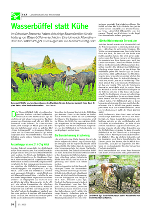 TIER Landwirtschaftliches Wochenblatt Wasserbüffel statt Kühe Im Schweizer Emmental haben sich einige Bauernfamilien für die Haltung von Wasserbüffeln entschieden.