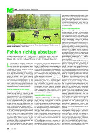 TIER Landwirtschaftliches Wochenblatt L angsam rückt die Zeit näher, in der es gilt, die Mutterstuten von den Fohlen zu tren- nen.