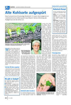 GARTEN Landwirtschaftliches Wochenblatt Alte Kohlsorte aufgespürt Kaum jemand kennt heutzutage Butterkohl.