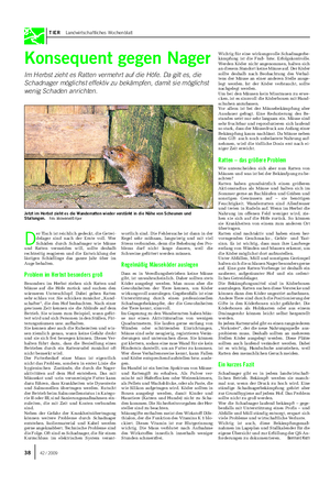 TIER Landwirtschaftliches Wochenblatt Konsequent gegen Nager Im Herbst zieht es Ratten vermehrt auf die Höfe.