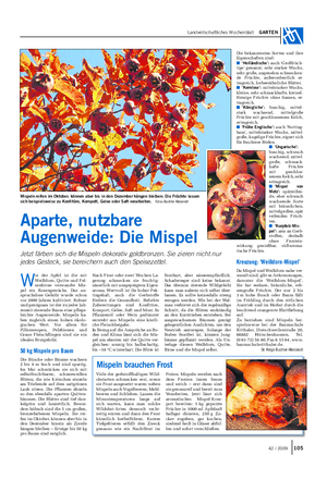 Landwirtschaftliches Wochenblatt GARTEN W ie der Apfel ist die mit Weißdorn, Quitte und Fel- senbirne verwandte Mis- pel ein Rosengewächs.