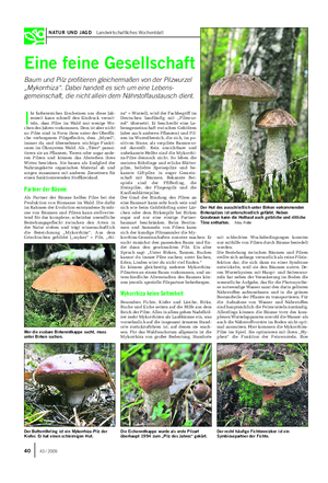 NATUR UND JAGD Landwirtschaftliches Wochenblatt Eine feine Gesellschaft Baum und Pilz profitieren gleichermaßen von der Pilzwurzel „Mykorrhiza“.