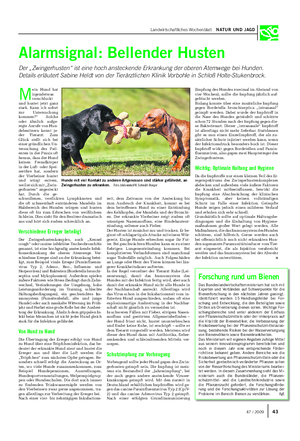 Landwirtschaftliches Wochenblatt NATUR UND JAGD Alarmsignal: Bellender Husten Der „Zwingerhusten“ ist eine hoch ansteckende Erkrankung der oberen Atemwege bei Hunden.