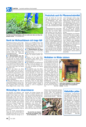 GARTEN Landwirtschaftliches Wochenblatt Schnitt zum Neuaustrieb angeregt werden.