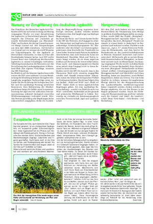 NATUR UND JAGD Landwirtschaftliches Wochenblatt Die Europäische Eibe, auch Gemeine Eibe (Taxus baccata) genannt, ist ein immergrünes Nadelge- hölz mit erstaunlich großer Schnittverträglich- keit.
