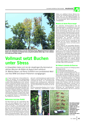 Landwirtschaftliches Wochenblatt WALDBAUER I m August verbräunten in Ostwestfalen Kro- nen von Buchen, die auf flachgründigen Standorten in Höhen von 250 bis 400 m NN stockten.