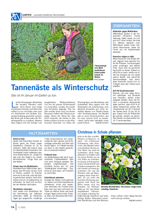 GARTEN Landwirtschaftliches Wochenblatt Tannenäste als Winterschutz Das ist im Januar im Garten zu tun.