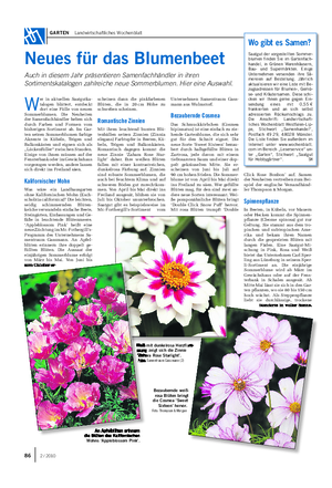 GARTEN Landwirtschaftliches Wochenblatt Bezaubernde weiß- rosa Blüten bringt die Cosmea ‘Sweet Sixteen’ hervor.