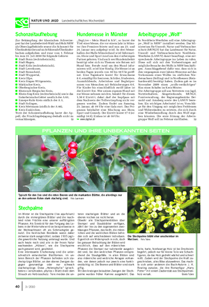 NATUR UND JAGD Landwirtschaftliches Wochenblatt Im Winter ist die Stechpalme (Ilex aquifolium) durch die immergrünen Blätter und die leuch- tend roten Früchte eine unserer auffälligsten Pflanzen.