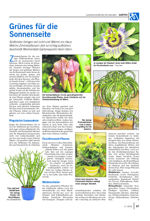 Landwirtschaftliches Wochenblatt GARTEN Z immerpflanzen für die son- nige Südfensterbank lassen sich im Gartencenter leicht erkennen.