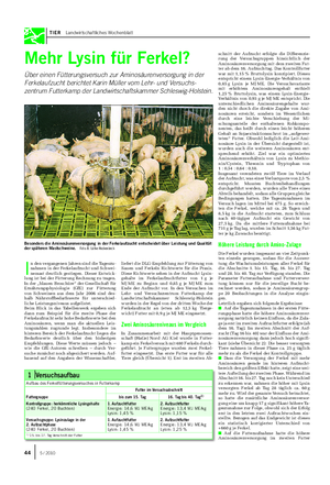 TIER Landwirtschaftliches Wochenblatt Mehr Lysin für Ferkel?