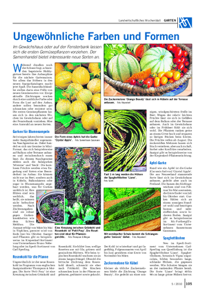Landwirtschaftliches Wochenblatt GARTEN Ungewöhnliche Farben und Formen Im Gewächshaus oder auf der Fensterbank lassen sich die ersten Gemüsepflanzen vorziehen.