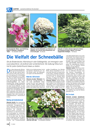 GARTEN Landwirtschaftliches Wochenblatt D ie überschäumende Blüten- fülle macht Schneeballsträu- cher für den Garten beson- ders wertvoll.