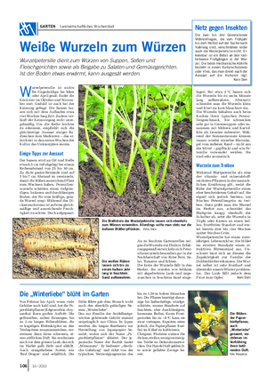 GARTEN Landwirtschaftliches Wochenblatt Weiße Wurzeln zum Würzen Wurzelpetersilie dient zum Würzen von Suppen, Soßen und Fleischgerichten sowie als Beigabe zu Salaten und Gemüsegerichten.