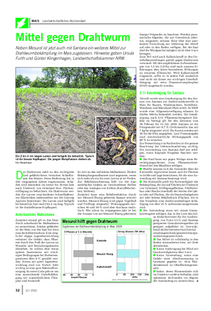 MAIS Landwirtschaftliches Wochenblatt Mittel gegen Drahtwurm Neben Mesurol ist jetzt auch mit Santana ein weiteres Mittel zur Drahtwurmbekämpfung im Mais zugelassen.